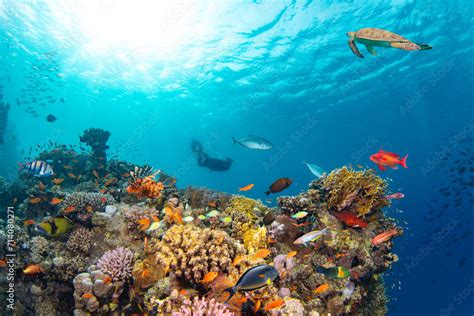 Underwater Tropical Corals Reef With Colorful Sea Fish Marine Life Sea