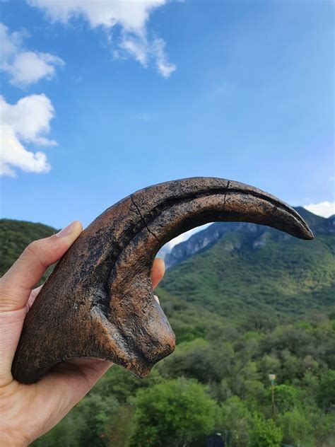 Allosaurus Claw Replica Etsy