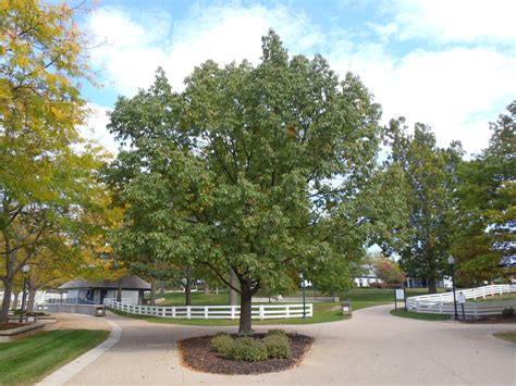 Quercus Shumardii Oaks Shumard Oak Shumards Oak North Carolina