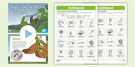 Seed Dispersal KS1 Task Setting PowerPoint Professor Feito