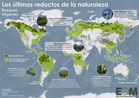 El mapa de los bosques vírgenes del mundo Mapas de El Orden Mundial EOM