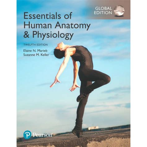 Essentials Of Human Anatomy And Physiology 13th Global Edition Elaine N