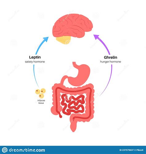 Hunger Appetite Hormones Stock Vector Illustration Of Food