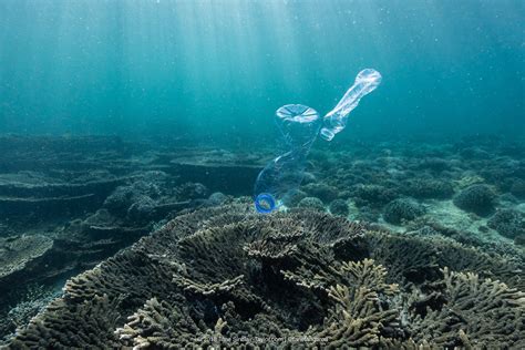 New Research Quantifies Growing Threat Plastics Pose To Coral Reefs