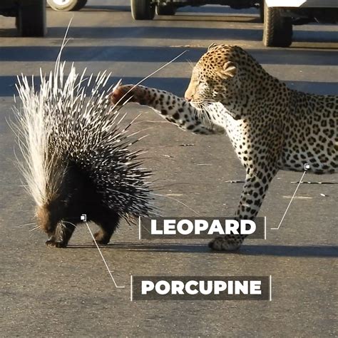 Porcupine Show's Leopard Who's Boss | porcupine | Leopard Has No Chance