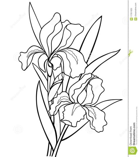 Irises Flowers With Leaves Botanical Illustration Line Drawing Stock