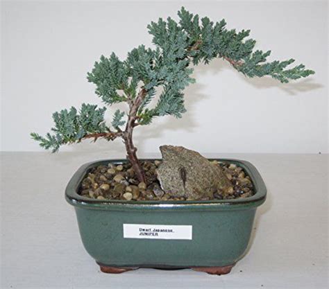 39 Dwarf Japanese Juniper Bonsai Pics Hobby Plan