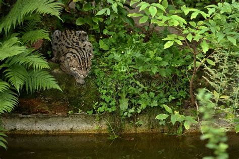 Bello E Gatto Evasivo Di Pesca Nell Habitat Della Natura Vicino Ad