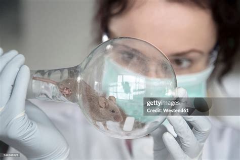 Germany Research Laboratory Young Scientist Watching Mouse In Round