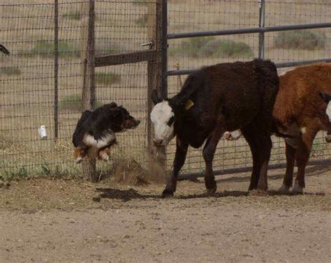 Australian Shepherd herding | Aussie dogs, Australian shepherd dogs ...