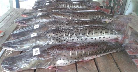 G1 PMA Autua 64 E Apreende 1 Tonelada De Pescado Durante Piracema Em