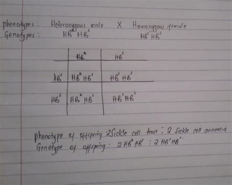 [Solved] How would I draw a punnett square for a Dad having a ...