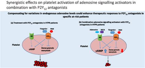 Platelet Inhibition By P2y12 Antagonists Is Potentiated By Adenosine