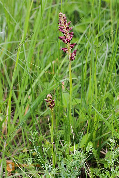 Wanzen Knabenkraut Bild Bestellen Naturbilder Bei Wildlife Media