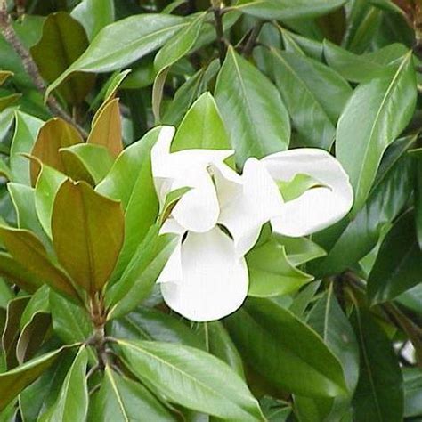 Magnolia Grandiflora Árboles de hoja perenne Arbustos ornamentales