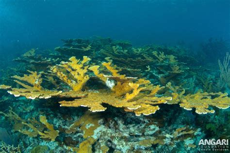 Elkhorn Coral Acropora Palmata Angari Foundation