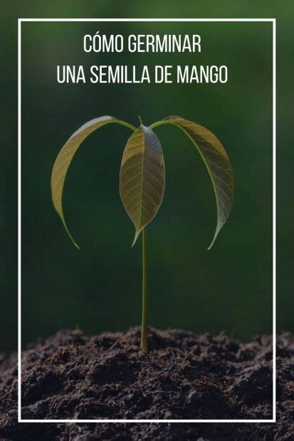 C Mo Germinar Una Semilla De Mango Paso A Paso