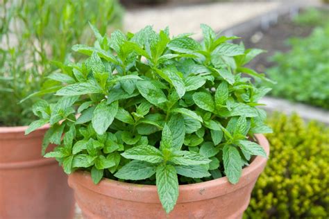 Planting Mint In The Garden? Use Pots To Prevent It Spreading, Advises ...