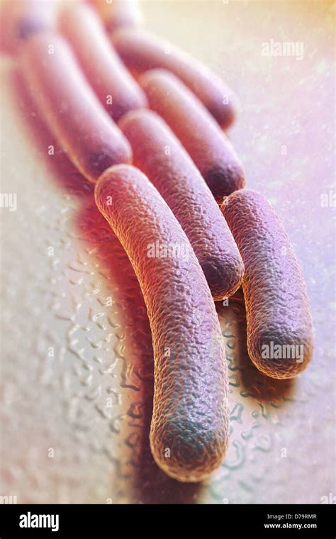 Shigella Bacteria Hi Res Stock Photography And Images Alamy