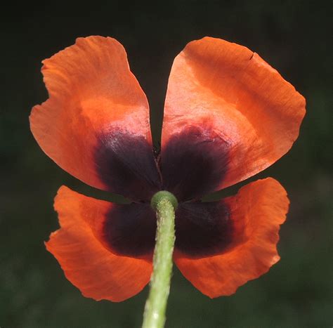 Sand Mohn S Dlich Freizeitpark Marienfelde Berlin Ngidn Flickr