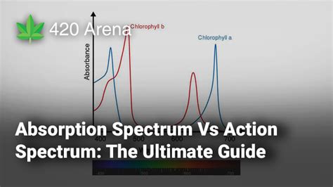 Absorption Spectrum Vs Action Spectrum The Ultimate Guide 420 Arena