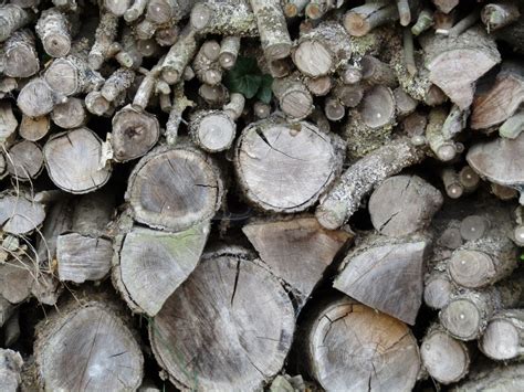 Free Images Tree Rock Branch Wood Leaf Flower Trunk Log Flora