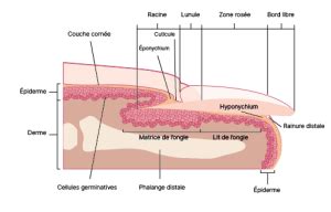 Schéma de l Ongle Zoom sur son Anatomie CFA Espace Concours