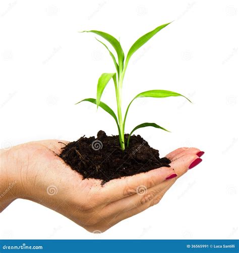 Hand And Plant Isolated On White Background Stock Image Image Of Help