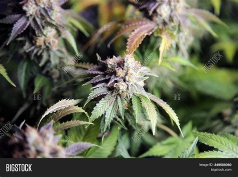 Marijuana. Close Image & Photo (Free Trial) | Bigstock