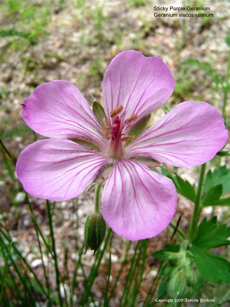 Us Wildflowers Database Of Red Wildflowers For Montana