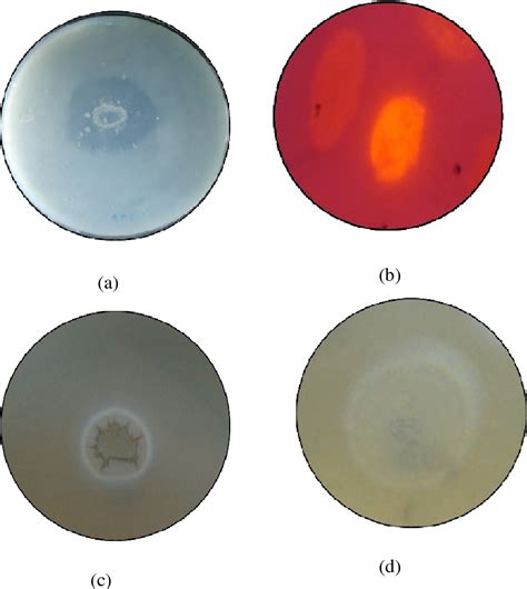 Figure 1 From Isolation Production And Application Of Lipase Esterase