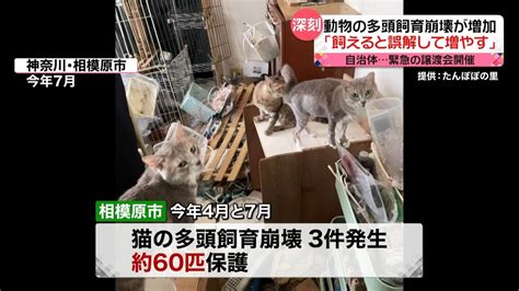 「飼えると誤解して増やす」多頭飼育崩壊が増加 自治体が“緊急”譲渡会も（2022年8月17日掲載）｜日テレnews Nnn