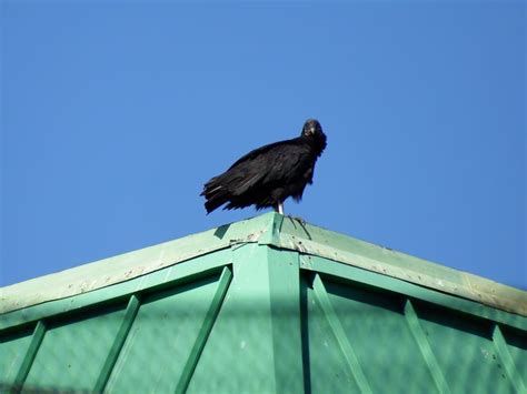 Vulture At Rest At The Suncoast Seabird Sanctuary Fujifilm S1