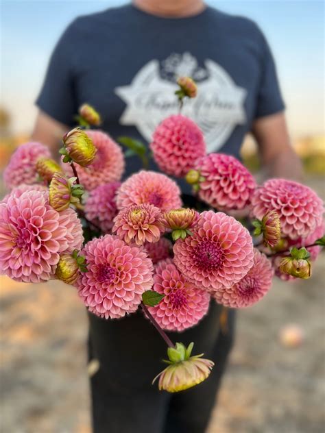 Bracken Rose Usa Dahlia Tuber Triple Wren Farms