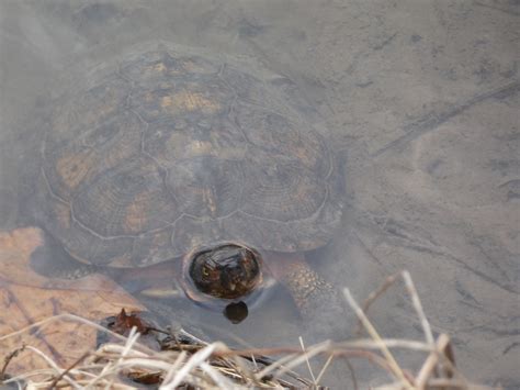 Glyptemys Agassiz, 1857