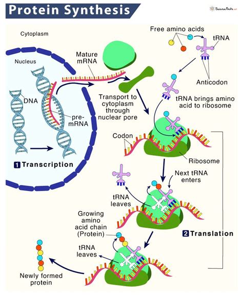 Protein Synthesis Location Process Steps And Diagram Protein Synthesis Protein Biology