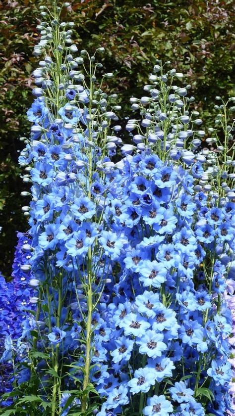 Larkspur Flower | Larkspur flower, Backyard flowers, Exotic flowers