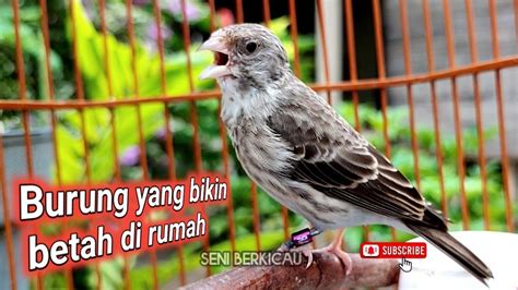 Salah Satu Burung Yang Jadi Incaran Kicau Mania Karena Kicauannya YouTube