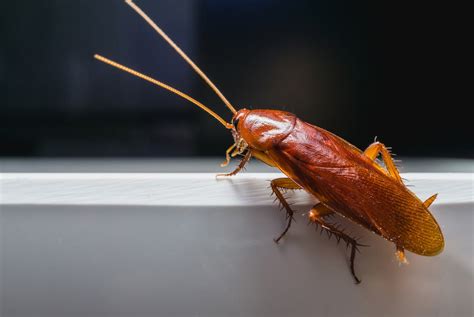 What Diseases Do Roaches Bring To Your Home Drive Bye Pest Exterminators