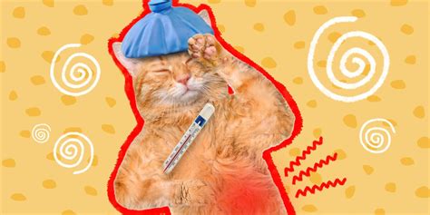 Pancreatitis In Cats: Here’s What You Need To Know, According To A Vet ...