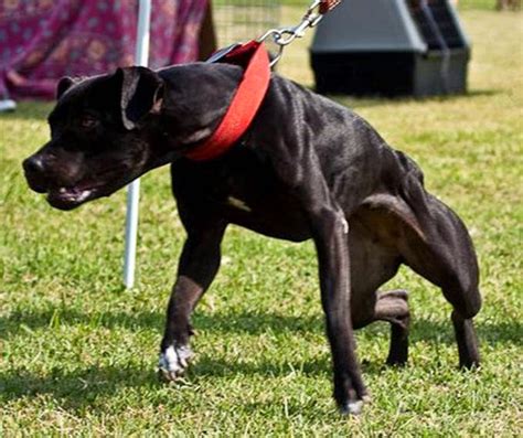 Apbtmx Estandar Adba Del American Pitbull Terrier