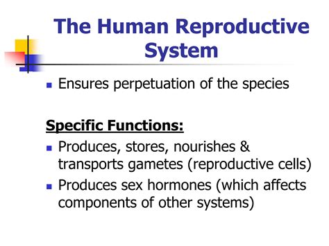 SOLUTION: 10 anatomy reproductive system - Studypool