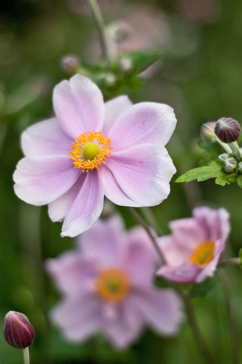 Anemone X Hybrida Lisa Cox Garden Designs Blog