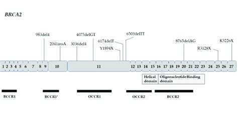 Prevalence Of A BRCA1 And B BRCA2 Common Founder Mutations By