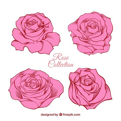 Colecci N Fant Stica De Rosas Dibujadas A Mano Vector Gratis