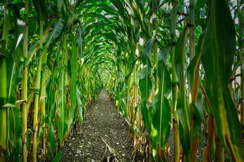 Usda Trims Us Corn Yield Estimate But Gro Predicts Further Cuts Are Needed