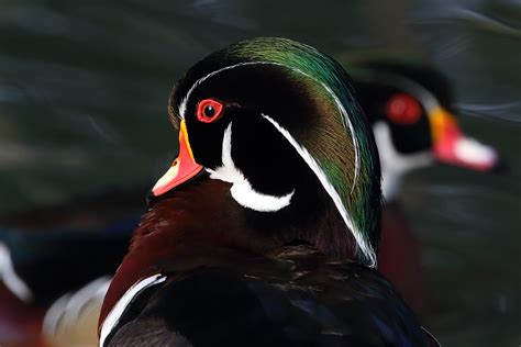 Wwt London Wetlands Centre Wood Duck Captive Jenny Usherwood Flickr