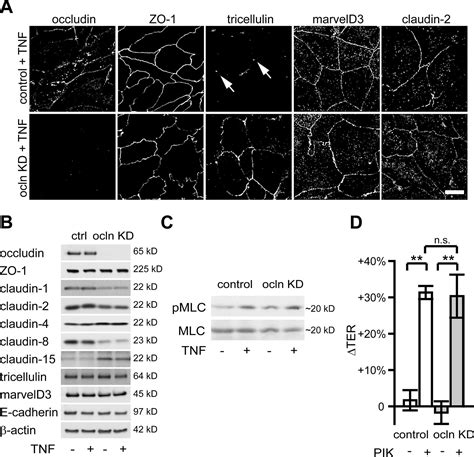 Occludin Ocel Domain Interactions Are Required For Maintenance And