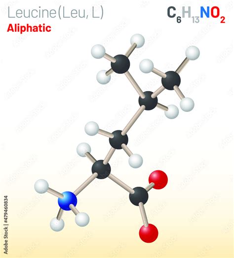 Leucine Leu L Amino Acid Molecule Chemical Formula C H No Used