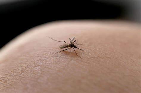 Joinville confirma terceira morte por dengue em 2023 Faça sua parte na